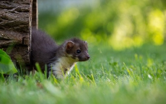 petite fouine dans un jardin