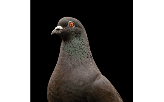 Chasser les pigeons : nos conseils pour lutter efficacement contre les volatiles